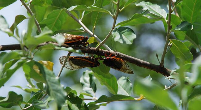 large insects on a tree branch