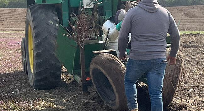 People using a tractor and tree planter to plant peach tree samplings in a field